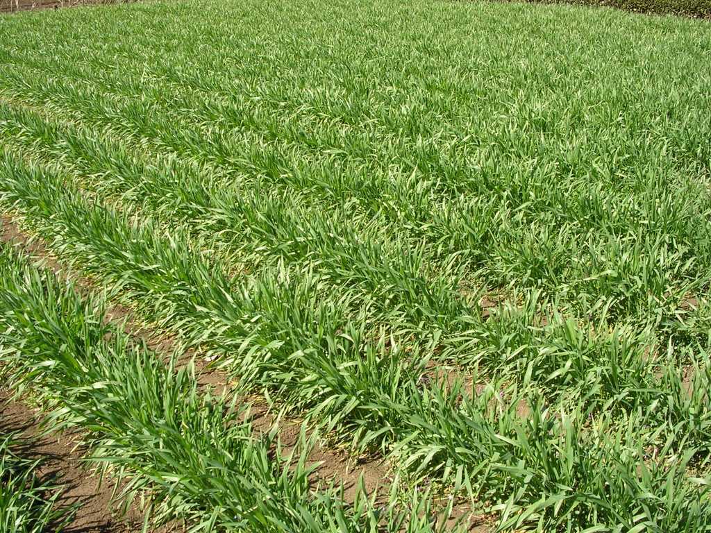 小麦・農林61号⑧　1.2㎏　炭素循環農法・安心の無肥料／無農薬栽培_画像2