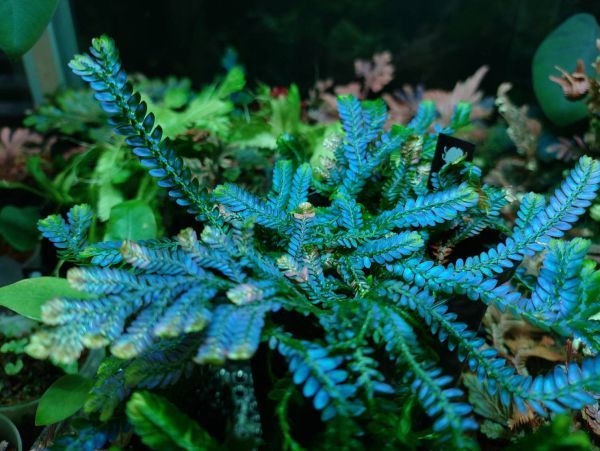 Selaginella willdenowii 検索)セラギネラ セラジネラ パルダリウム コケリウム シダ 熱帯植物_画像2