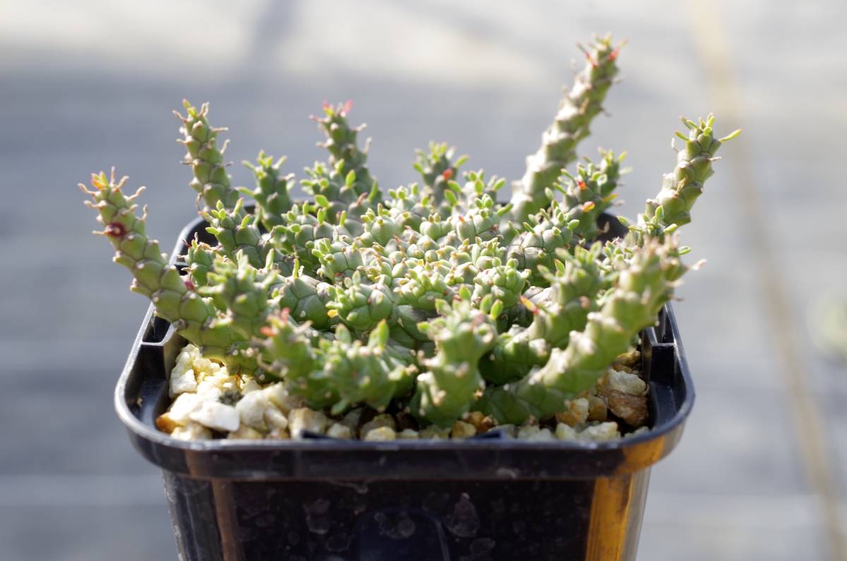 【2022年実生】ユーフォルビア ゴルゴニス 金輪際 Euphorbia gorgonis 有望株 自家採取の種子から _画像2
