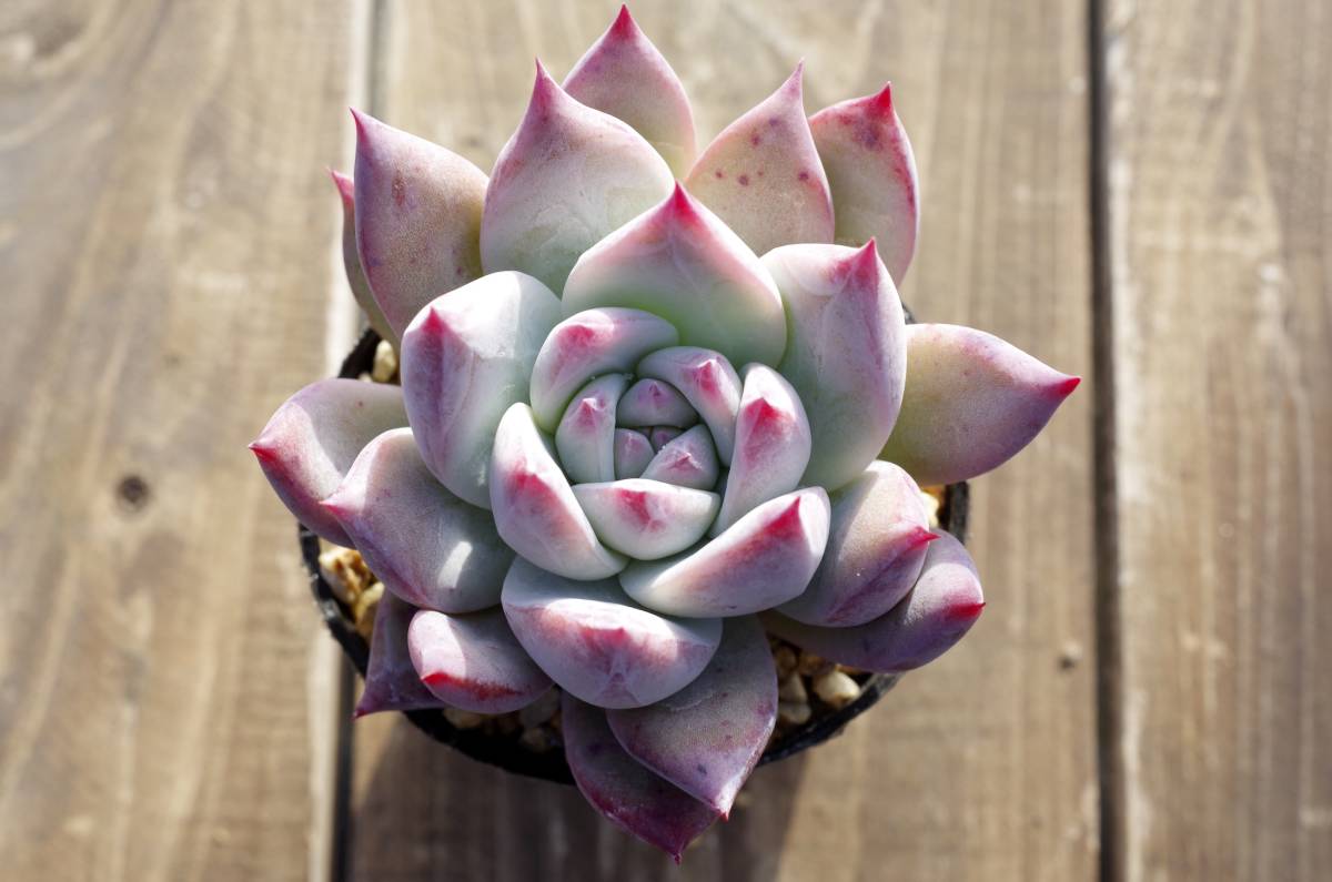 【極美種】エケベリア タパルパ × ブランディティ Echeveria corolata Tapalpa × colorata f.brandtii 自家繁殖苗_画像2