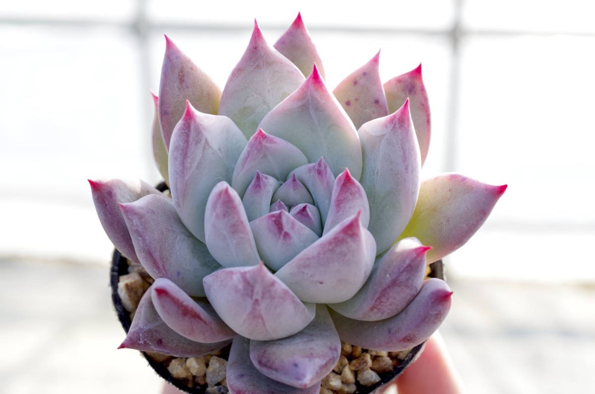 【極美種】エケベリア タパルパ × ブランディティ Echeveria corolata Tapalpa × colorata f.brandtii 自家繁殖苗_画像6