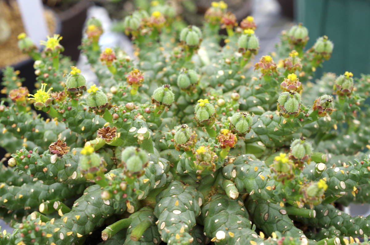 【2022年実生・短腕選抜】ユーフォルビア ゴルゴニス 金輪際 Euphorbia gorgonis 有望株 自家採取の種子から _画像6