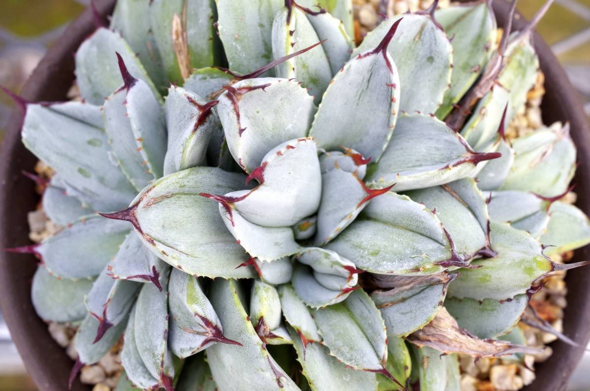 【レア種】アガベ パリー トランカータ 'ベッドオブネイルズ' Agave parryi var. truncata 'Bed of Nails' 自家繁殖苗 ※宅急便のみ_画像8