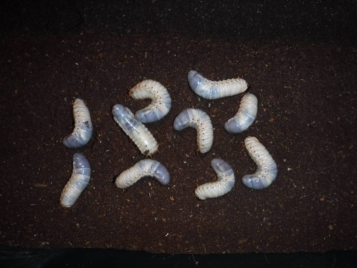カブト虫マット２０：発酵熟成竹・成虫・幼虫飼育用・産卵育成用：１００リットル_画像3