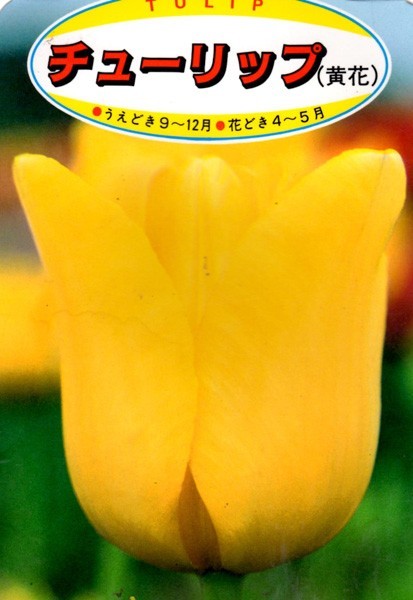国産のよく咲くチューリップ４色１００球お得セット_画像3