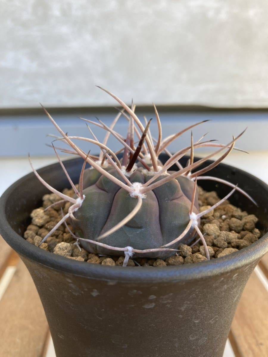 ギムノカリキウム　守金魔天竜　実生　Gymnocalycium mazanense_画像1