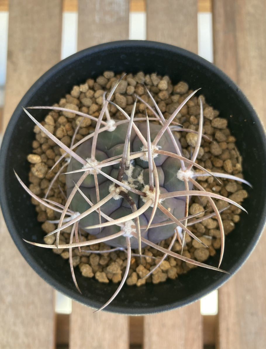 ギムノカリキウム　守金魔天竜　実生　Gymnocalycium mazanense_画像4