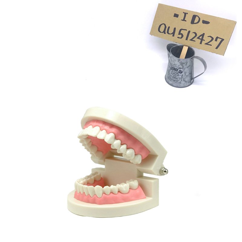 ★★歯列模型 歯形模型 歯磨き指導模型 学習用小型モデル 軽量_画像5