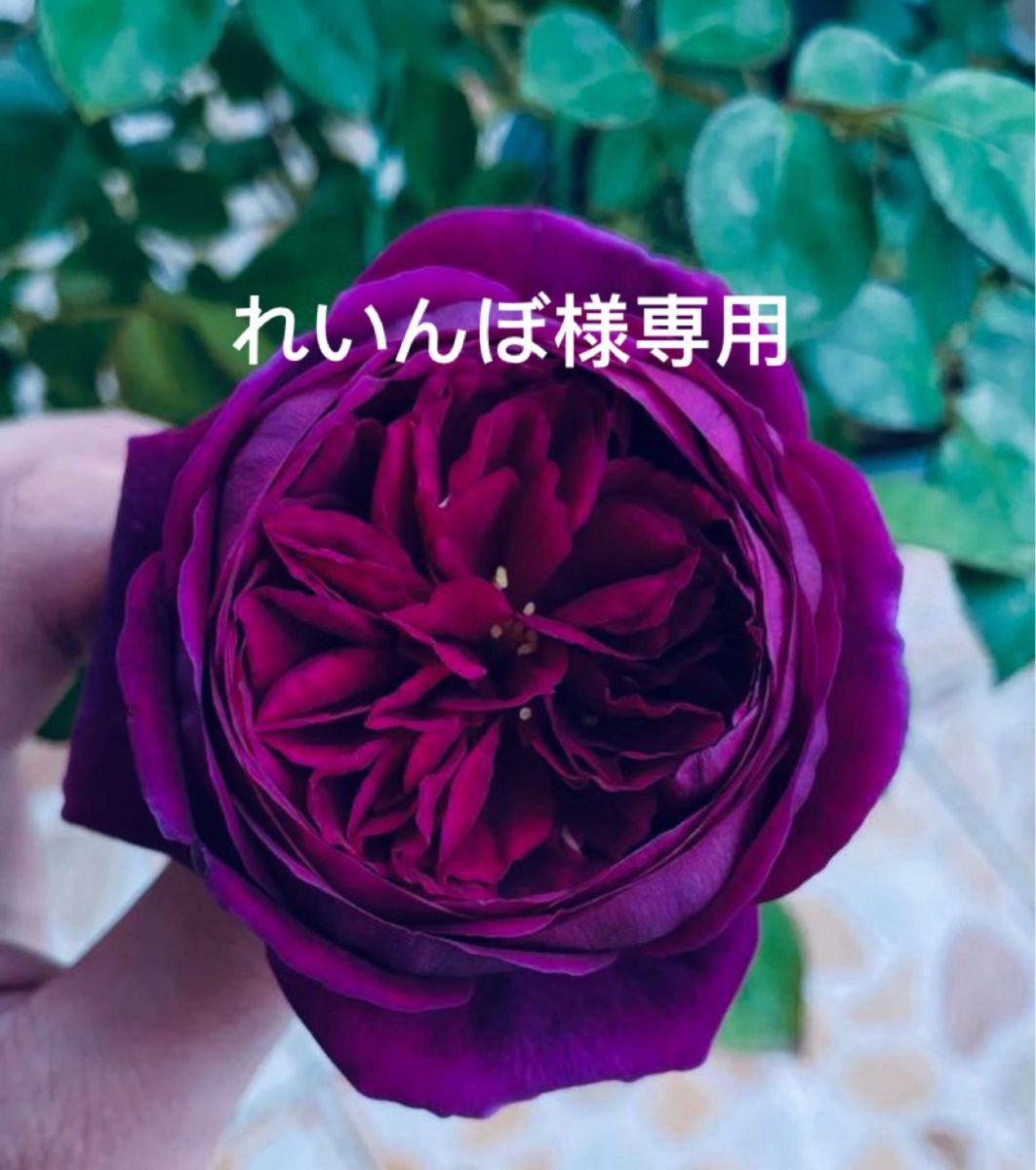 希少バラ苗 黒赤紫 切り花品種 超強香|Yahoo!フリマ(旧PayPay 希少バラ苗 黒赤紫 切り花品種 超強香|Yahoo!フリマ(旧PayPay