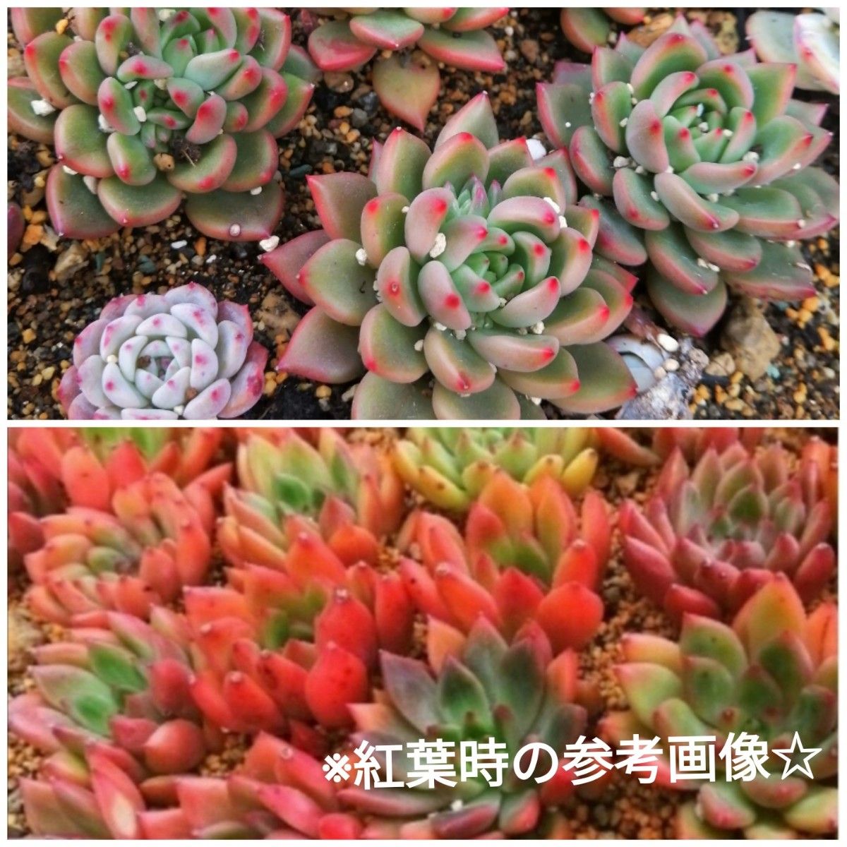 色鮮やか☆韓国苗　エケベリア　レッドワイン　【大】　多肉植物　抜き苗