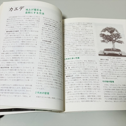  сад жизнь отдельный выпуск / иллюстрация . дерево бонсай. покрой person / Showa 50 год 4 версия /. документ . новый свет фирма 