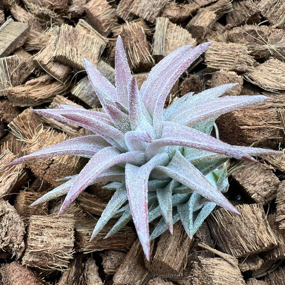 Tillandsia ionantha var. vanhyningii ‘jumbo’ チランジア イオナンタ バンハイニンギー ジャンボ ティランジア_画像6