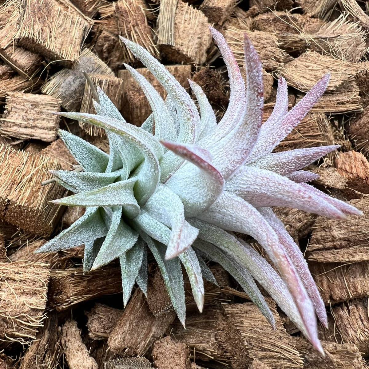 Tillandsia ionantha var. vanhyningii ‘jumbo’ チランジア イオナンタ バンハイニンギー ジャンボ ティランジア_画像2