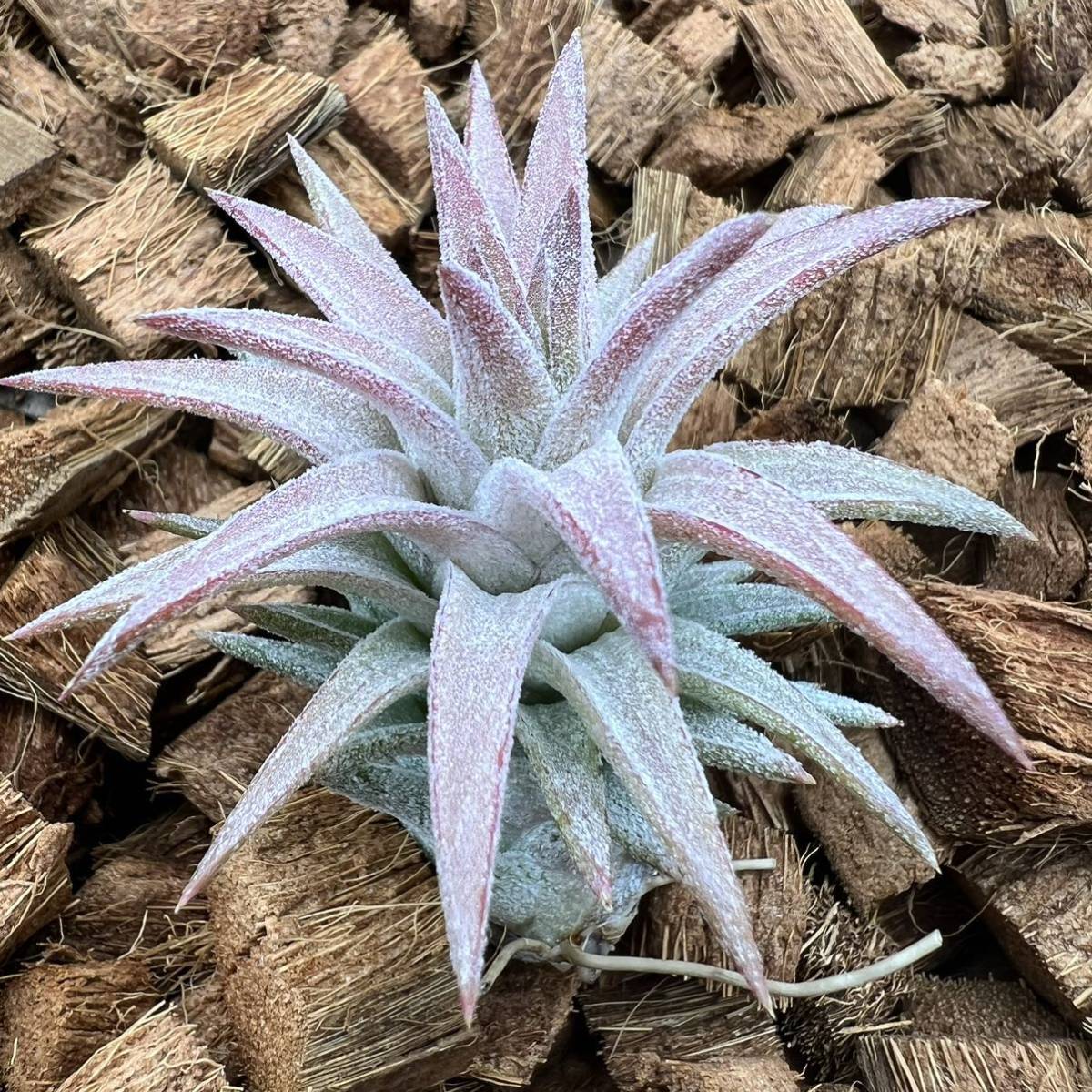 Tillandsia ionantha var. vanhyningii ‘jumbo’ チランジア イオナンタ バンハイニンギー ジャンボ ティランジア_画像5