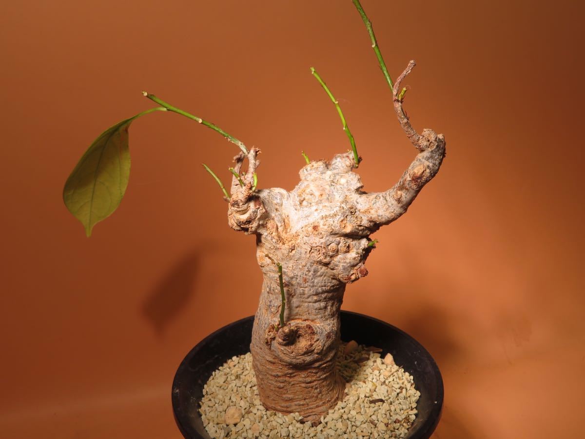 26 バオバブ Adansonia digitata アダンソニア ディギタタ サボテン 多肉植物 塊根　コーデックス 塊茎_画像4