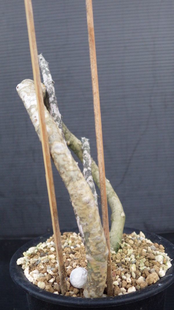 多肉植物　セロペギア　キミキオドラ　ガガイモ科　1_画像8