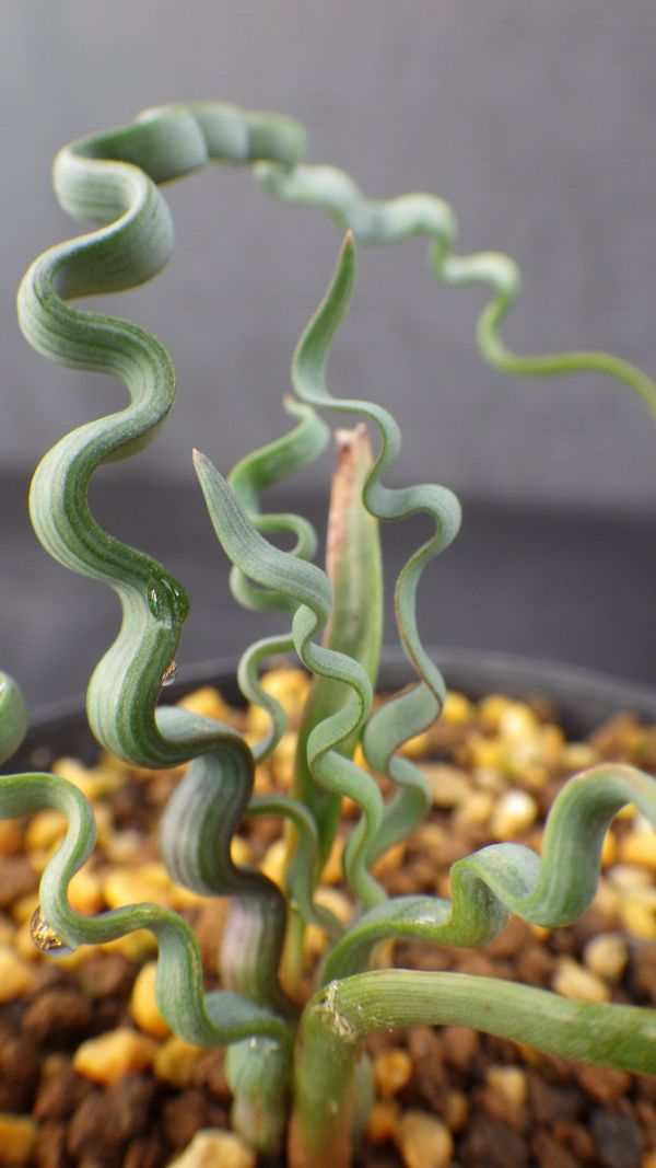 多肉植物　トラキアンドラ　トルチリス　冬型球根植物　ケープバルブ　波波の葉っぱ　珍品　3_画像3
