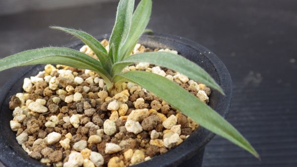 多肉植物　ヒポクシス　ヘメロカリディア　南ア　ケープバルブ　小さめ球根　1_画像4