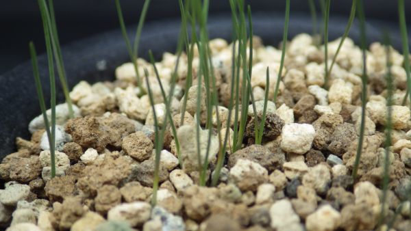 多肉植物　シゾバシス　イントリカータ　実生多粒蒔き　タマネギみたいな球根多肉　_画像2