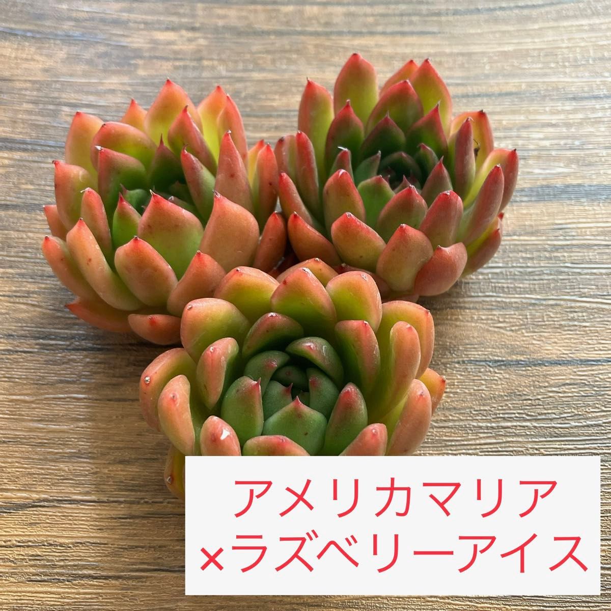 【アメリカマリア×ラズベリーアイス】　エケベリア　交配苗　多肉植物　韓国苗　【お買得品】