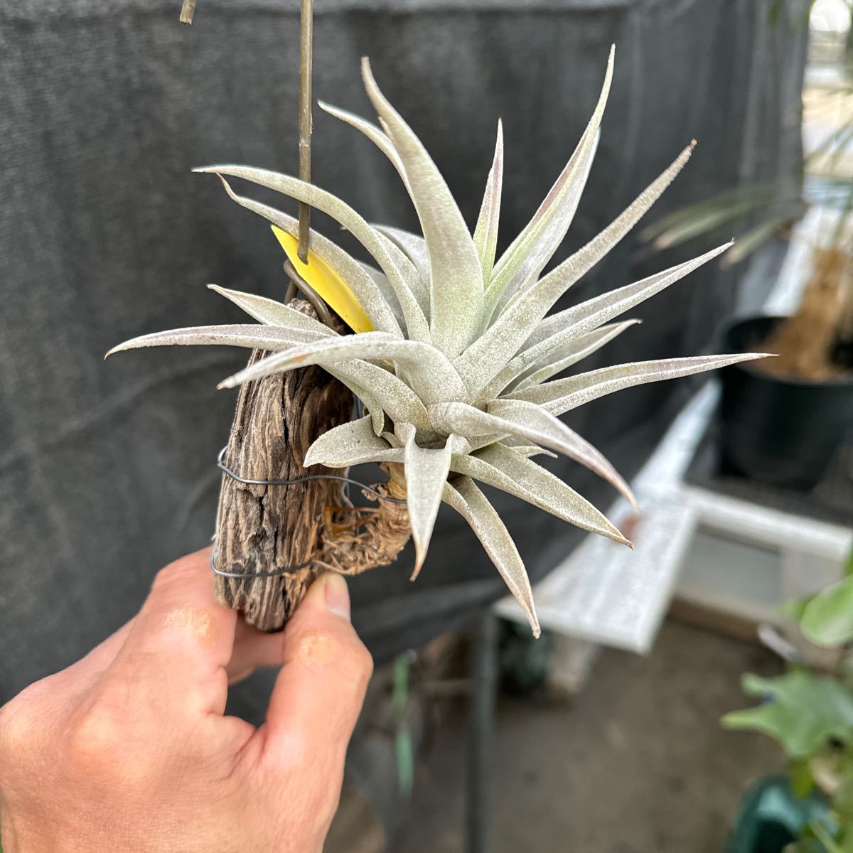 ブロメリア　コレクション　Tillandsia hondurensis_画像3