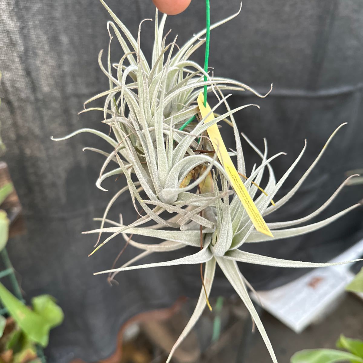 ブロメリア　コレクション　Tillandsia recurvifolia v.subsecundifolia 吊り_画像2