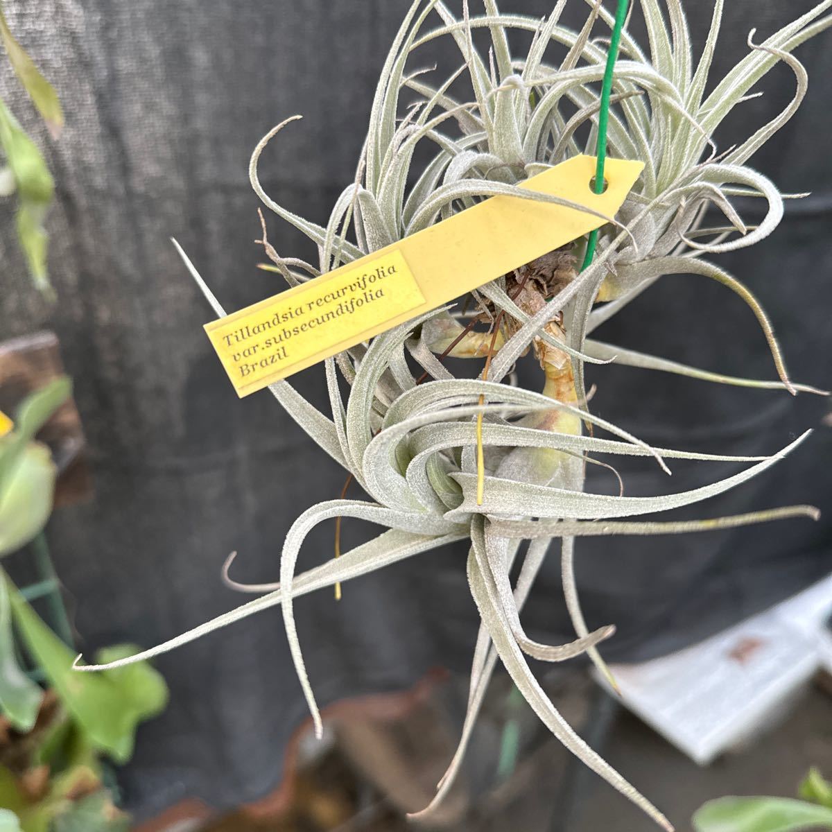 ブロメリア　コレクション　Tillandsia recurvifolia v.subsecundifolia 吊り_画像5