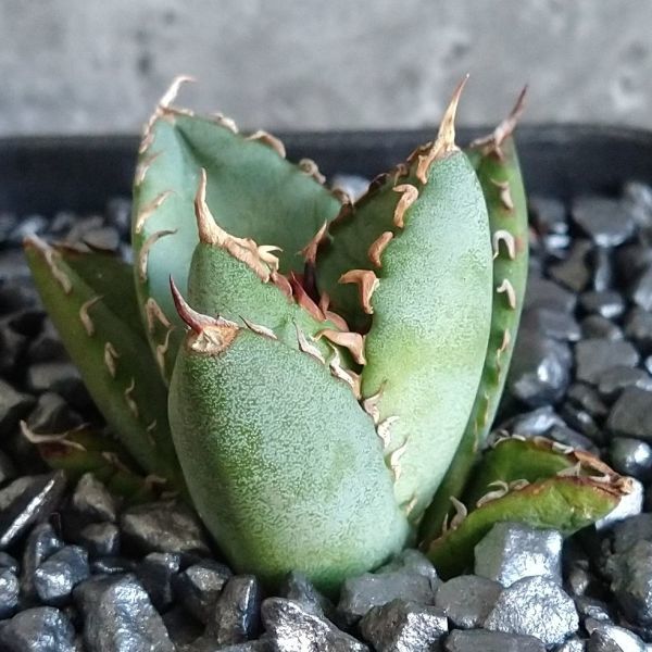 【D588】S級！！人気希少品種！！【極上子株販売】 アガベ チタノタ フィリグリー Agave titanotaac_画像3