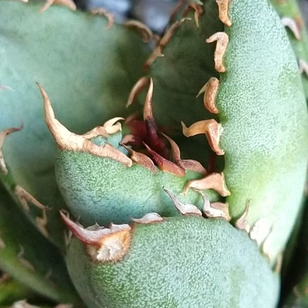 【D588】S級！！人気希少品種！！【極上子株販売】 アガベ チタノタ フィリグリー Agave titanotaac_画像4