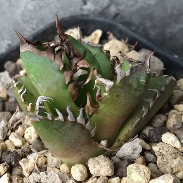 【F7200】【台湾極上株！特選強棘！】アガベ チタノタ レッドキャットウィーズル Agave titanota ‘Red Catweezle’_画像1