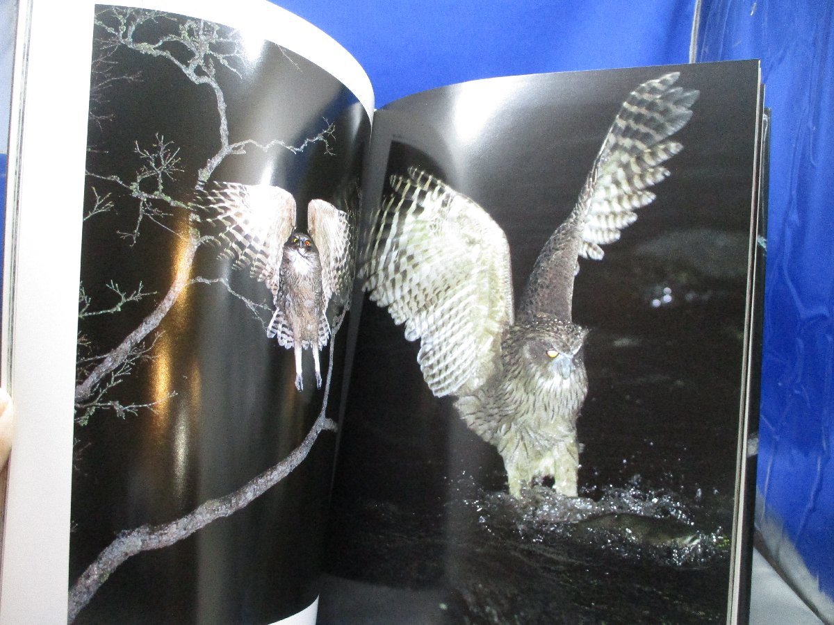 FISH-OWL　シマフクロウ　神鳥・コタンコルカムイ　写真集　平凡社　アイヌ　120104_画像4