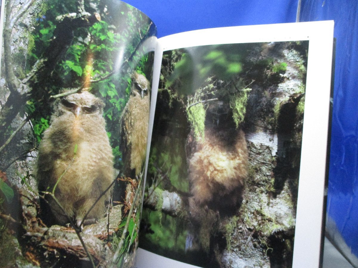 FISH-OWL　シマフクロウ　神鳥・コタンコルカムイ　写真集　平凡社　アイヌ　120104_画像5