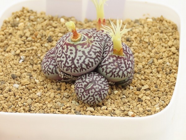 ■[W168]wittebergense RR714 ウィッテベルゲンセ　実生苗　ヤマト運輸 【多肉植物　Conophytum コノフィツム】_画像3