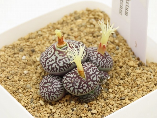 ■[W168]wittebergense RR714 ウィッテベルゲンセ　実生苗　ヤマト運輸 【多肉植物　Conophytum コノフィツム】_画像1