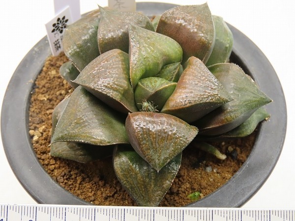 ■[W095]抹茶　ヤマト運輸 【多肉植物　Haworthia　ハオルチア　ハオルシア】_画像3