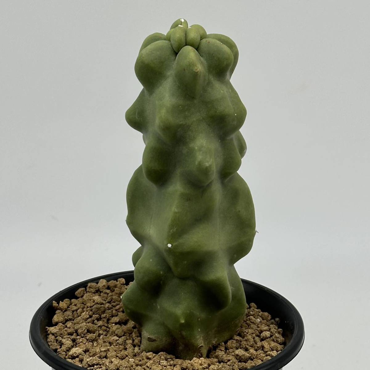 ◆ロホセレウス　福禄寿 モンスト　綴化　柱サボテン◆サボテン・多肉植物　◆CACTI7◆1597_画像5