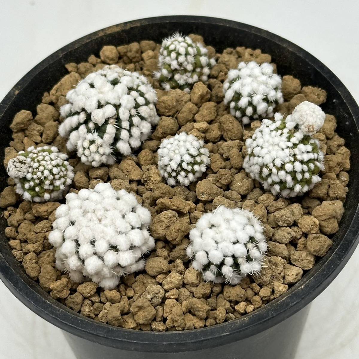 ◆マミラリア　白菱◆サボテン・多肉植物　◆CACTI7◆789-1_画像7