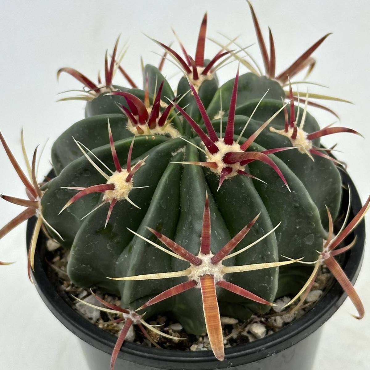 ◆フェロカクタス　日の出丸◆サボテン・多肉植物　◆CACTI7◆1252_画像4