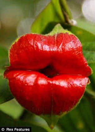 サイコトリア・エラータ　　　神秘の花　造化の妙　魅惑の唇　夜の淑女たち　種10粒　_画像1