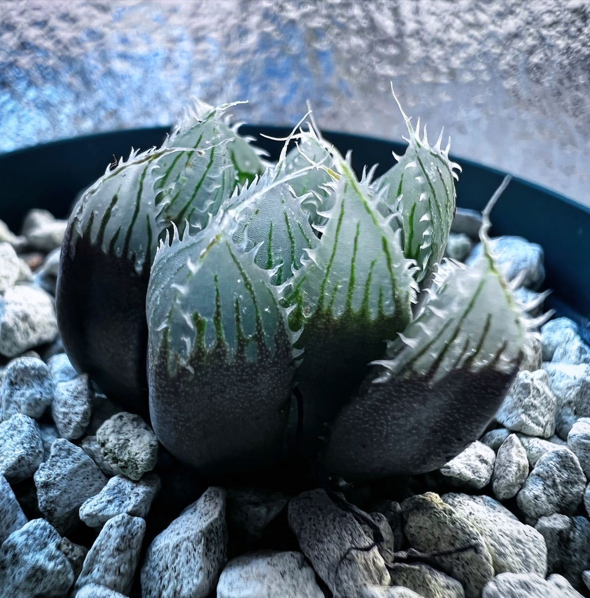 haworthia salina IB08509 / サリナ /多肉植物 ハオルシア _出品苗