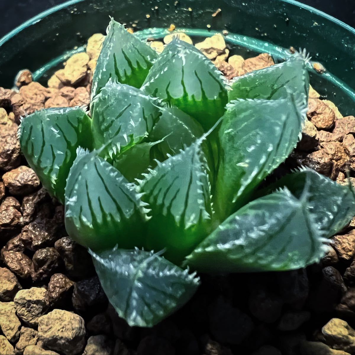 haworthia salina IB08509 / サリナ /多肉植物 ハオルシア _出品苗