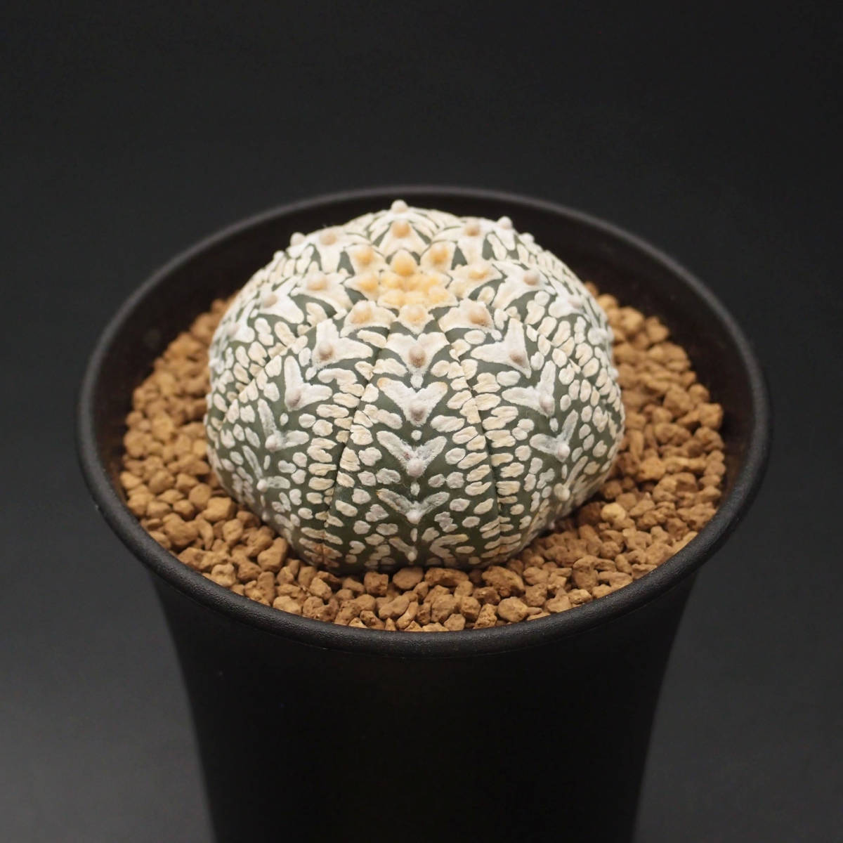 Vタイプ、アロータイプ、スーパー兜：サボテン アストロフィツム属 アステリアス Astrophytum asterias V-type Arrow (2309-V22) ※実生_画像4