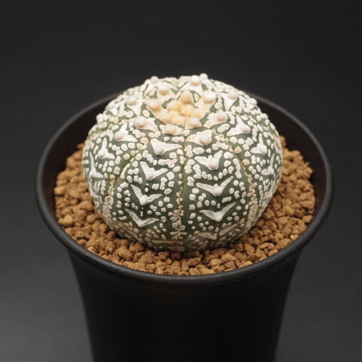 Vタイプ、アロータイプ、スーパー兜：サボテン アストロフィツム属 アステリアス Astrophytum asterias V-type Arrow (2309-V21) ※実生_画像5