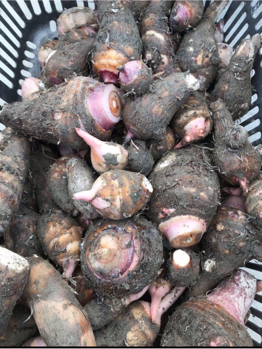 里芋 海老芋 栽培期間中農薬不使用 兵庫安心ブランド - 野菜