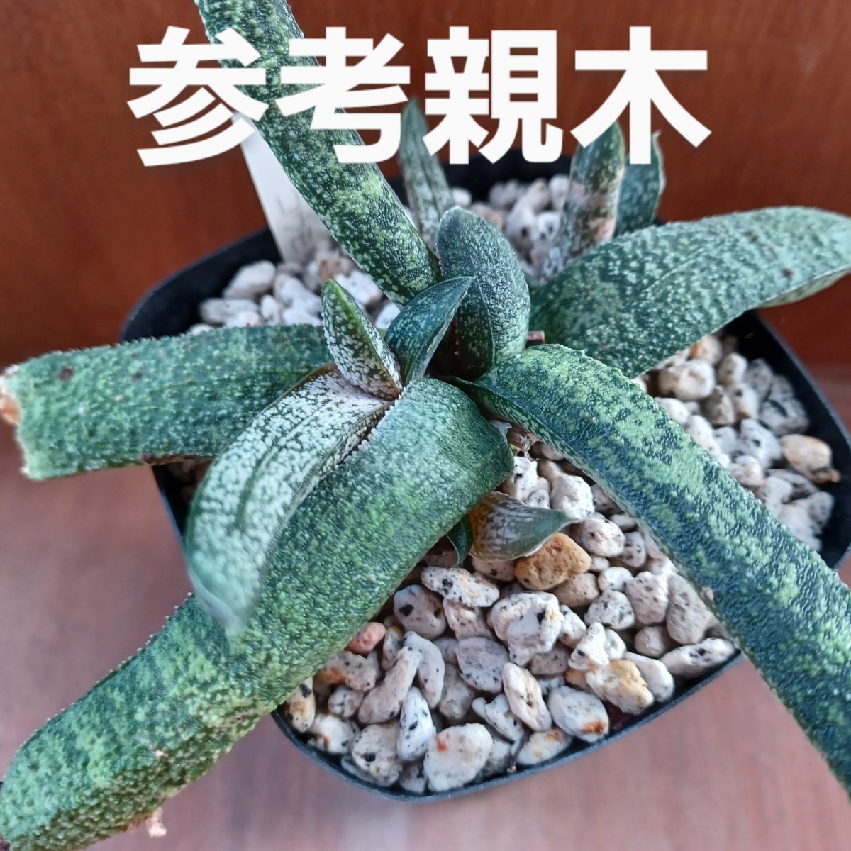 珍品　ガステリア　コウモリ/ドロミチカ/多肉植物/観葉植物/サボテン_画像1