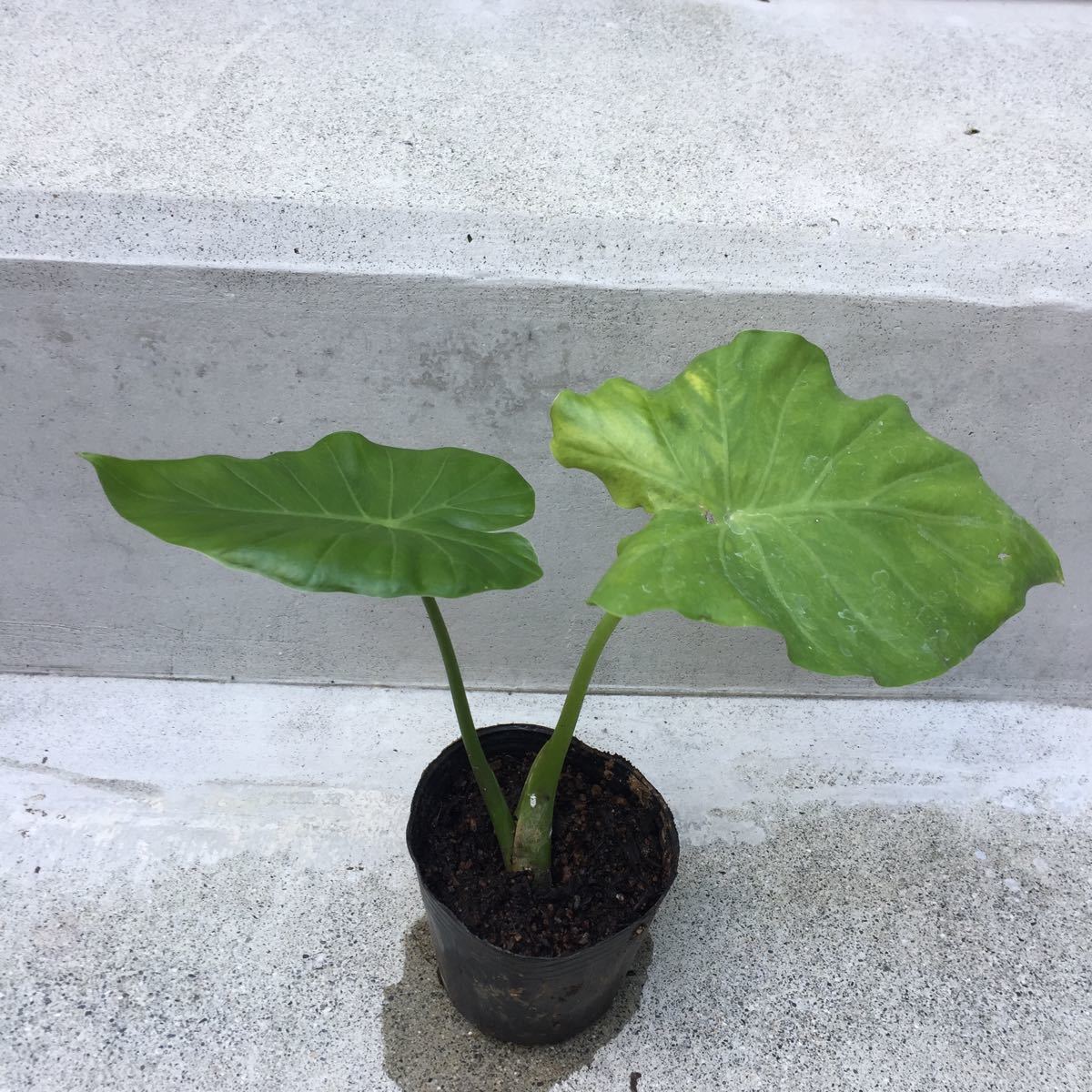 * Alocasia odora (arokasia)1 stock 