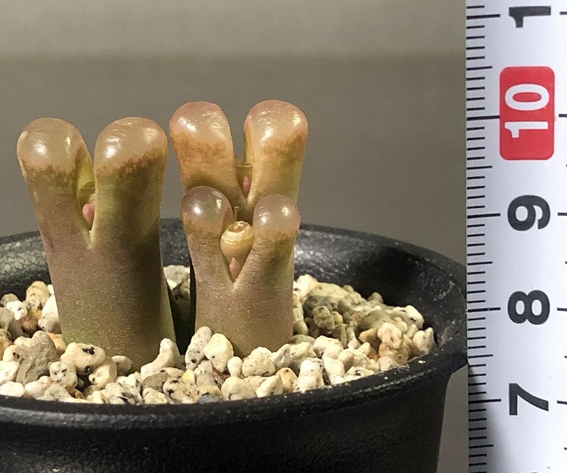 プラエセクツム　praesectum　　 コノフィツム 　Conophytum 　多肉植物_画像4