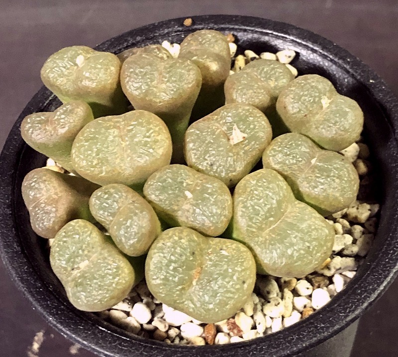 リトプソイデス × コウベルゲンセ　lithopsoides × lithopsoides ssp.koubergense　　 コノフィツム 　Conophytum 　多肉植物_画像1