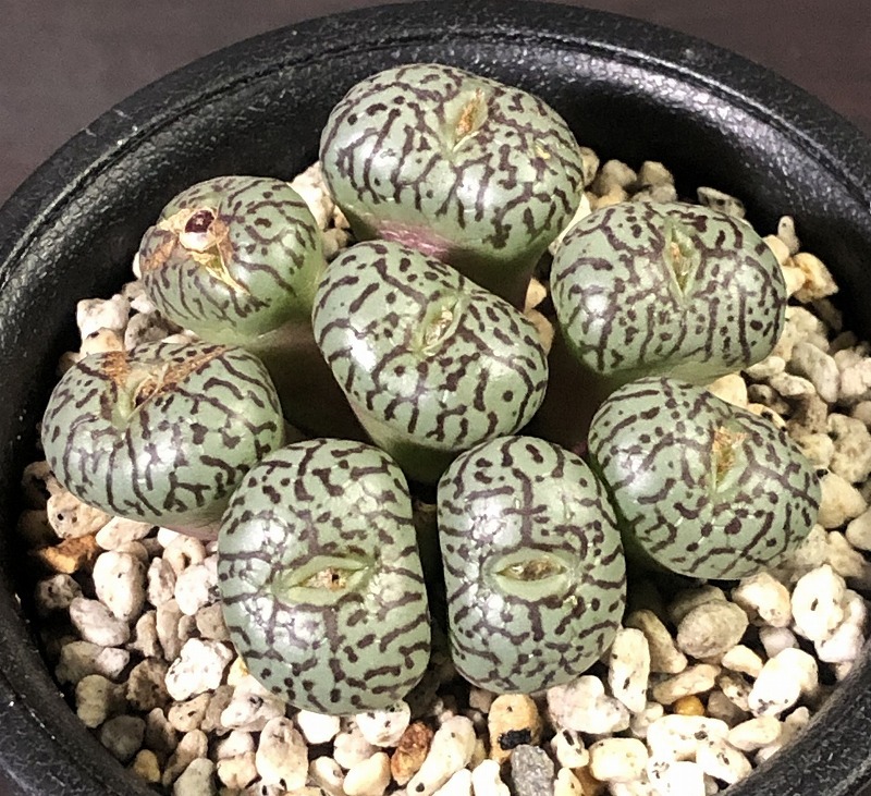 ウィッテベルゲンセ(クレイン・スプリーフォンテイン)　Wittebergense MG1472.5 Klein Spreeufontein 　コノフィツム 　Conophytum 　多肉_画像1