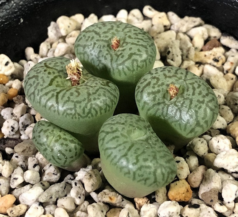 ウィッテベルゲンセ(PV913) Wittebergense MG1472.1 PV913 Matjiesfontein　　 コノフィツム 　Conophytum 　多肉植物_画像1